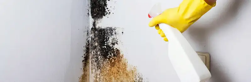 visible mold growth on an interior wall being treated during mold removal service in Savannah, GA